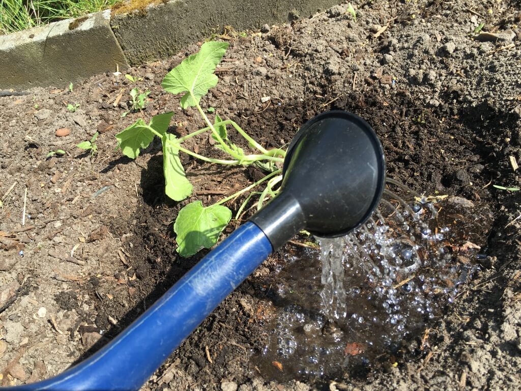 Bewässerungsgraben und Zucchinipflanze