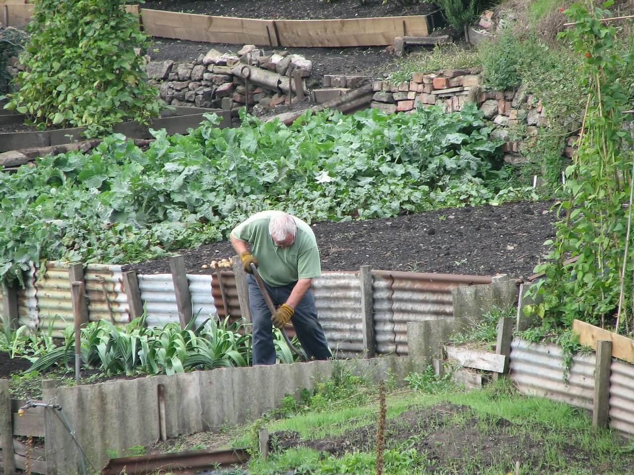 Kleingärtner bei der Gartenarbeit