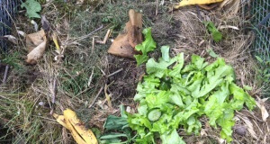 Was darf alles auf dem Kompost und was nicht?