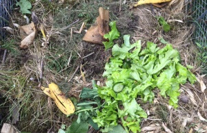 Was darf alles auf dem Kompost und was nicht?