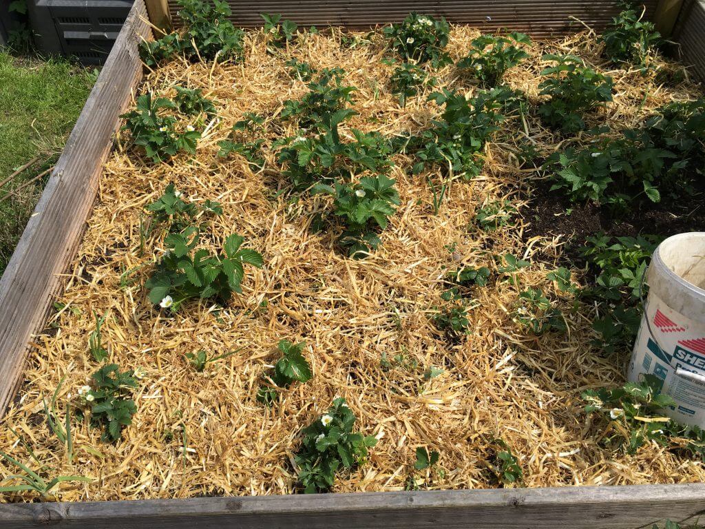 Welches Mulchmaterial gibt es? | Kleingarten-Paradies