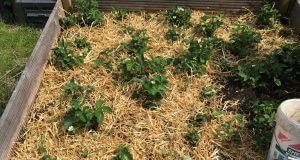 Welches Mulchmaterial gibt es?