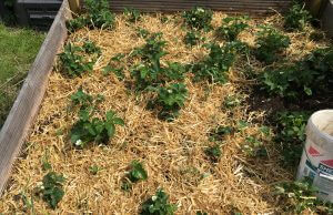 Welches Mulchmaterial gibt es?