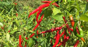 Chili – Damit es auch bei uns klappt Chili