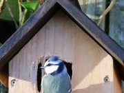 Die Vogelbrutzeit. Was ist zu beachten? Vogelbrutzeit