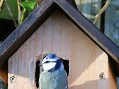 Die Vogelbrutzeit. Was ist zu beachten? Vogelbrutzeit