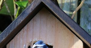 Die Vogelbrutzeit. Was ist zu beachten? Vogelbrutzeit