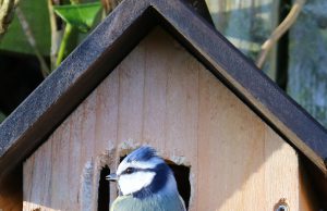 Die Vogelbrutzeit. Was ist zu beachten? Vogelbrutzeit