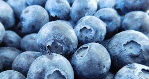 Die Blaubeere /Heidelbeere