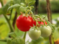 Die Geschichte der Tomate Tomate