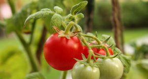 Die Geschichte der Tomate Tomate