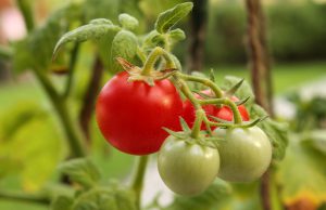 Die Geschichte der Tomate Tomate