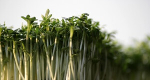 Wann ist die Komposterde fertig? Der Kressetest.