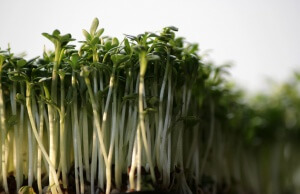 Wann ist die Komposterde fertig? Der Kressetest.