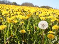 Der (un)beliebte Löwenzahn