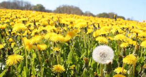 Der (un)beliebte Löwenzahn