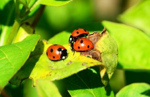 Der Marienkäfer – Gut wenn man ihn im Garten hat