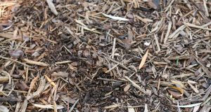 Warum wir mulchen sollten