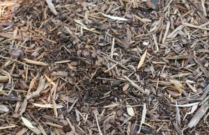 Warum wir mulchen sollten