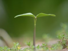 Was brauchen Pflanzen zum wachsen?