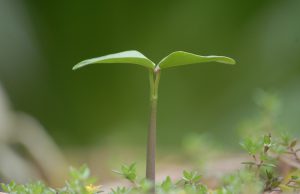 Was brauchen Pflanzen zum wachsen?