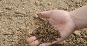 Was bewirkt die Komposterde im Boden?