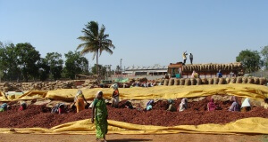 Die Geschichte der Paprika / Chili Paprika Markt