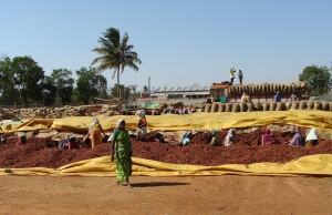 Die Geschichte der Paprika / Chili Paprika Markt