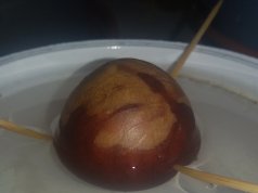 Avocado selbst ziehen, so geht es – ein Versuch Avocadokern