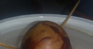 Avocado selbst ziehen, so geht es – ein Versuch Avocadokern