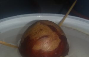 Avocado selbst ziehen, so geht es – ein Versuch Avocadokern