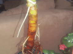 Yucca Palme gebrochen? So rettet ihr die Pflanze! Yucca Palme gebrochen