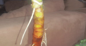 Yucca Palme gebrochen? So rettet ihr die Pflanze! Yucca Palme gebrochen