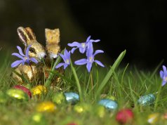 Ostereiersuche im Garten – Ostern kommt! Ostern