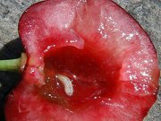 Die Kirschfruchtfliege – Unsere Kirschernte