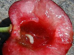 Die Kirschfruchtfliege – Unsere Kirschernte