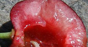 Die Kirschfruchtfliege – Unsere Kirschernte