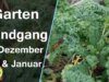 Gartenrundgang Dezember’20 / Januar’21