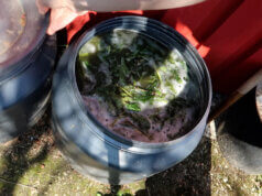 Brennnesseljauche: ökologisch, kostenlos, wirkungsstark