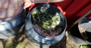 Brennnesseljauche: ökologisch, kostenlos, wirkungsstark