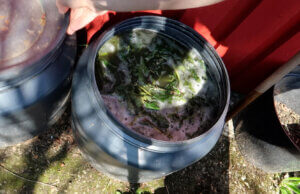 Brennnesseljauche: ökologisch, kostenlos, wirkungsstark