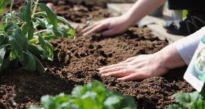 Aussaat Mai und Juni: Regionales Gemüse ins Freiland säen Aussaat Garten