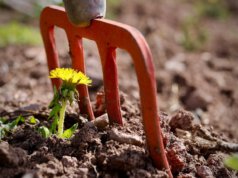 Natürlich Düngen Teil 2: Der eigene Garten
