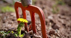 Natürlich Düngen Teil 2: Der eigene Garten