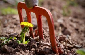Natürlich Düngen Teil 2: Der eigene Garten
