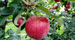 Der Juli: Die Obstbäume, es gibt einiges zu tun