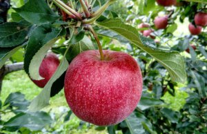 Der Juli: Die Obstbäume, es gibt einiges zu tun