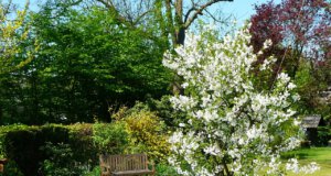 Der Juli: Rasen, Bäume und Sträucher