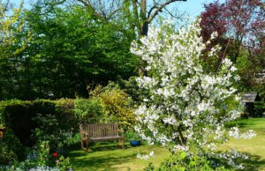 Der Juli: Rasen, Bäume und Sträucher