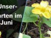 Gartenrundgang im Juni 2021